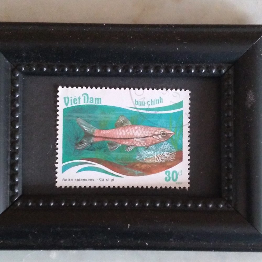Framed Collectible International Postage Stamp - Siamese Fighting Fish